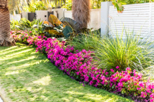 Vibrant pink bougainvillea flowers in Florida